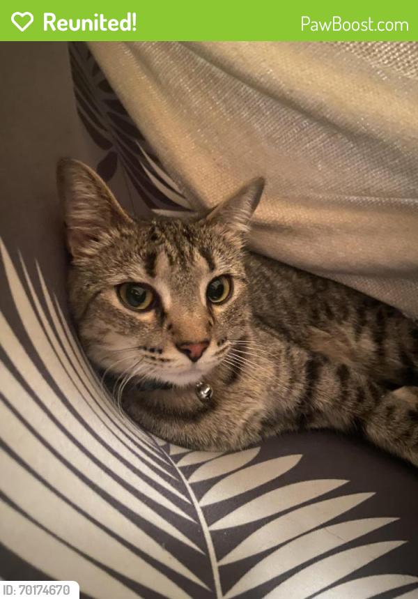 Reunited Female Cat last seen 13th -14th ash st, Wichita, KS 67214