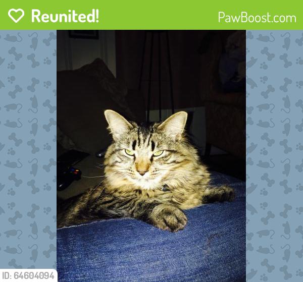 Reunited Male Cat last seen Near 79th Division Blvd & Barkley St, Fort Meade, MD 20755