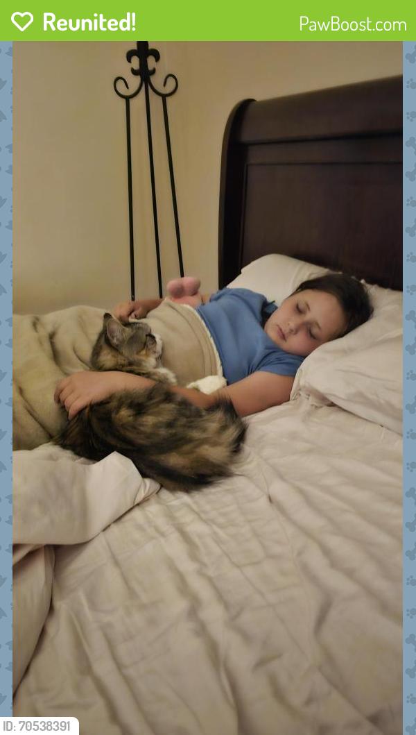 Reunited Female Cat last seen Gracewood, Cobb County, GA 30062
