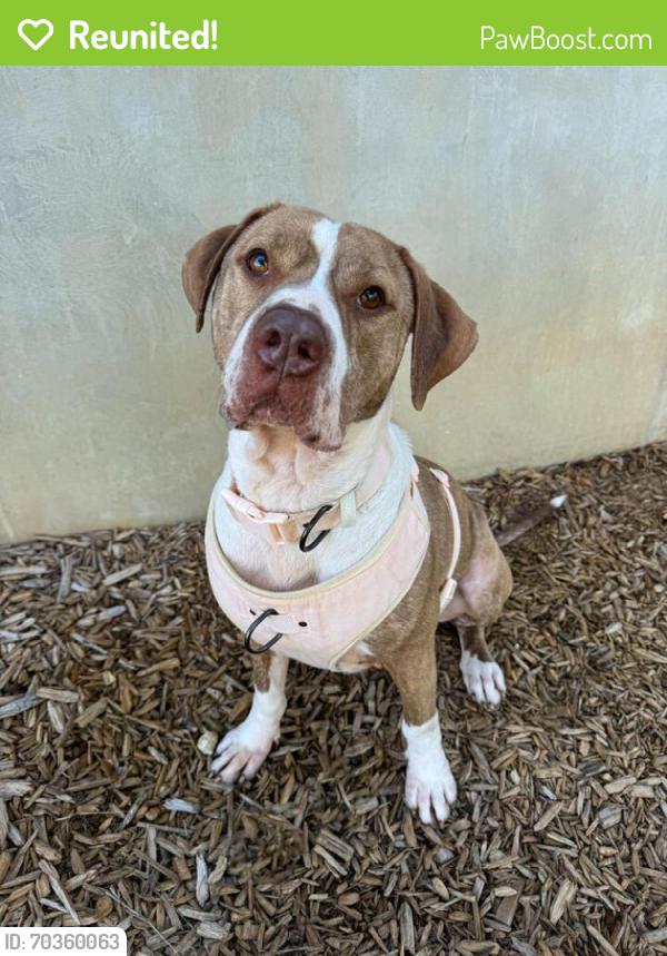 Reunited Male Dog last seen Oak Cliff - Downtown area, Dallas, TX 75211