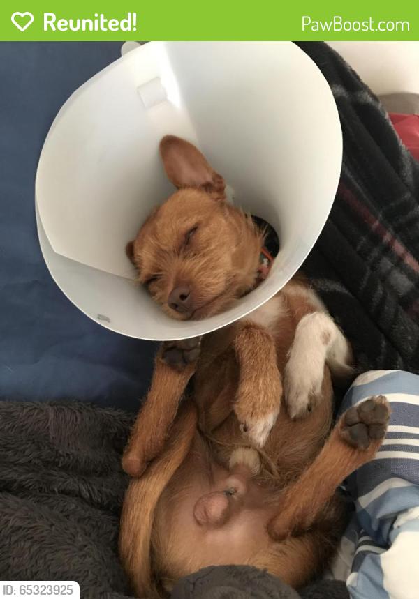 Reunited Male Dog last seen Near Elsworth St & Fringe St, Moreno Valley, CA 92553