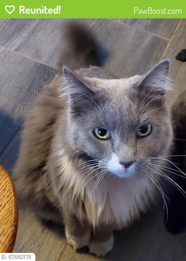 Reunited Male Cat last seen Near Cinnamon Creek Ave, North Las Vegas, NV 89031, USA, North Las Vegas, NV 89031