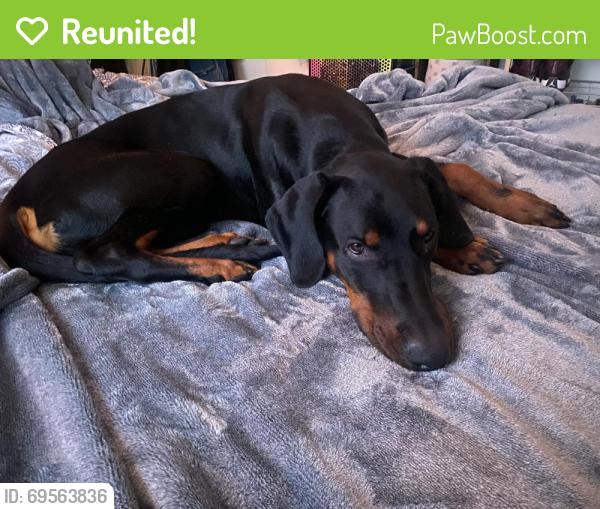 Reunited Male Dog last seen 13th and duboce st San Francisco, San Francisco, CA 94103