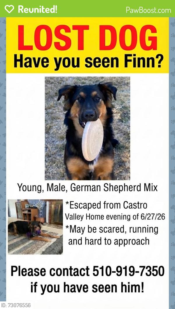 Reunited Male Dog last seen Grove Way, Castro Valley, CA 94546