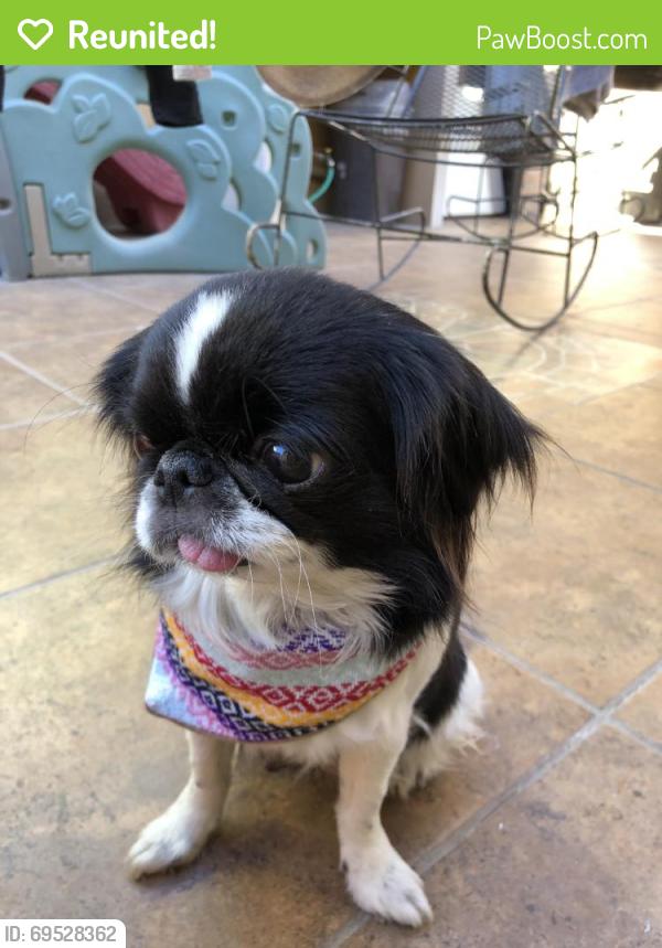 Reunited Female Dog last seen Near Ridge Cir Dr, San Antonio, TX 78233, USA, San Antonio, TX 78233