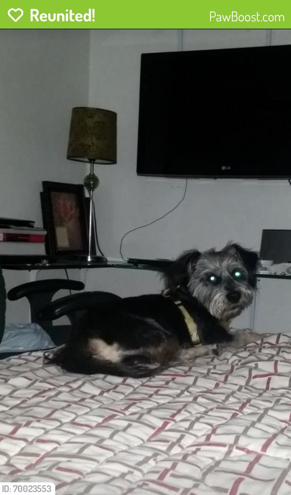 Reunited Male Dog last seen 14th st and hill st by Grand Prairie Colligiate Institute, Grand Prairie, TX 75050