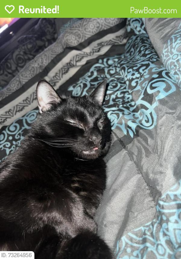 Reunited Male Cat last seen Atrium way and Alpine Cir, Columbia, SC 29223
