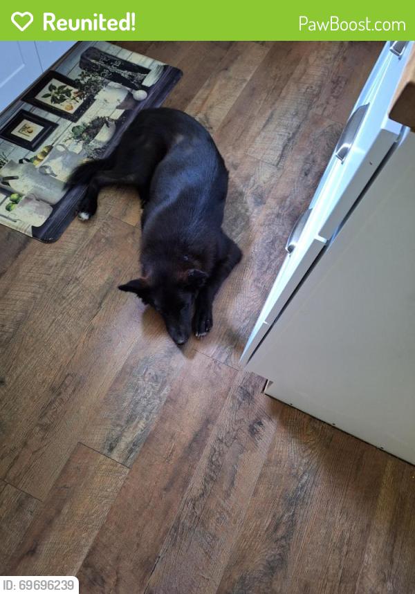 Reunited Male Dog last seen Ruritan and Poland Hollow Rd Harriman,TN, Harriman, TN 37748