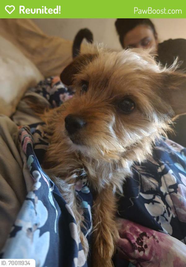Reunited Male Dog last seen Near N Walnut Rd, Las Vegas, NV 89115, USA, Las Vegas, NV 89115