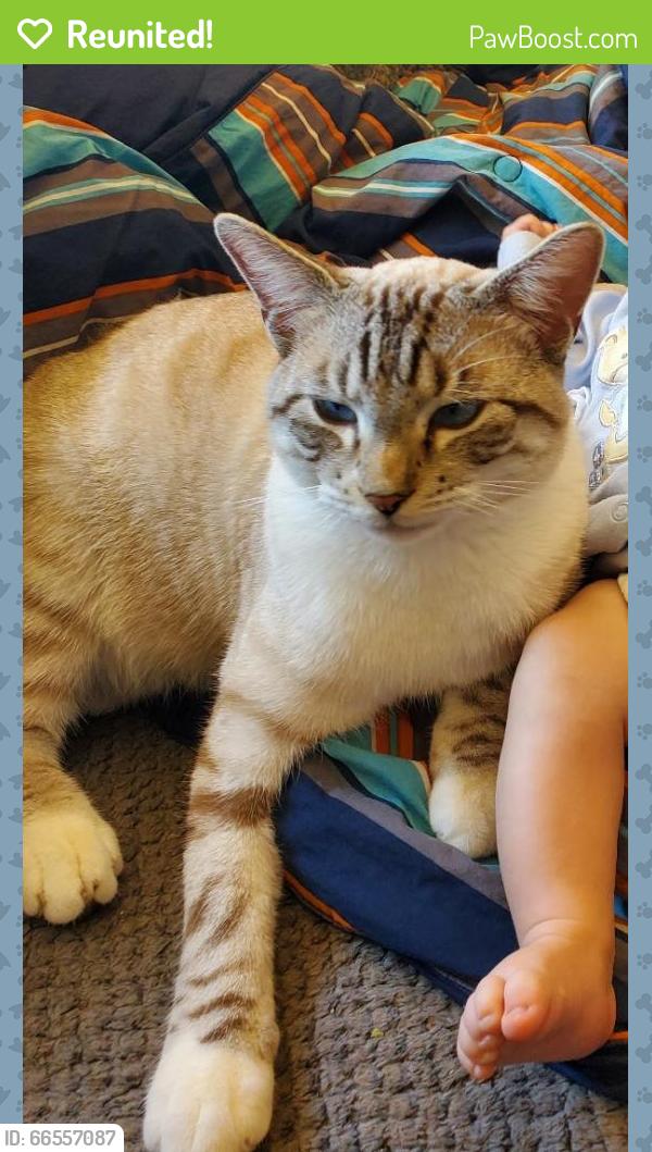 Reunited Male Cat last seen Hickorywood trail and hwy NN, Waukesha County, WI 53149