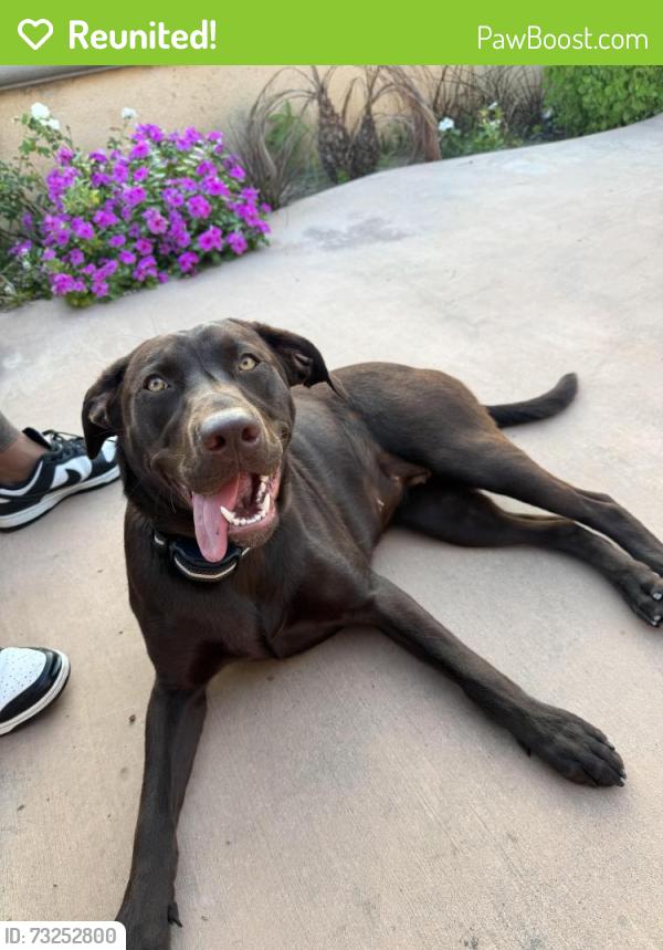 Reunited Female Dog last seen Westminster Park, Westminster, CA 92683
