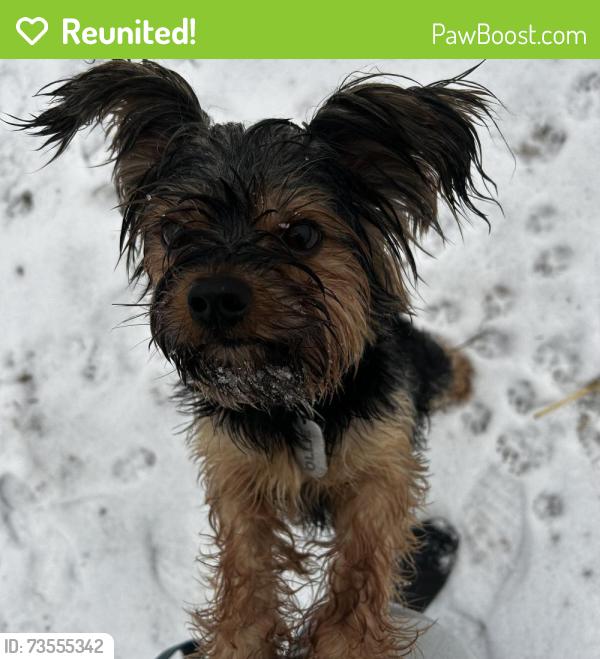 Reunited Male Dog last seen North Davis and highway 25, Greenville, SC 29611