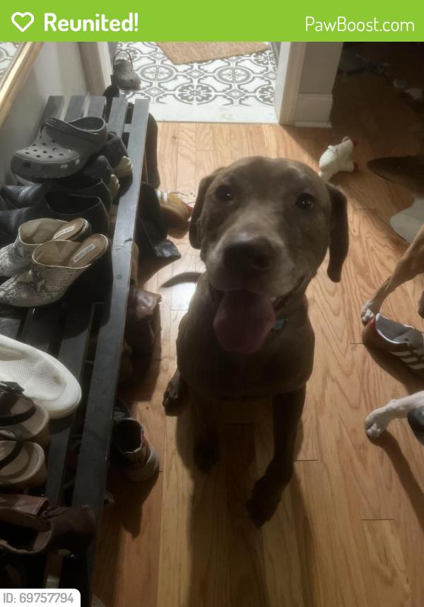 Reunited Male Dog last seen Baynton and Pastorius, Philadelphia, PA 19144