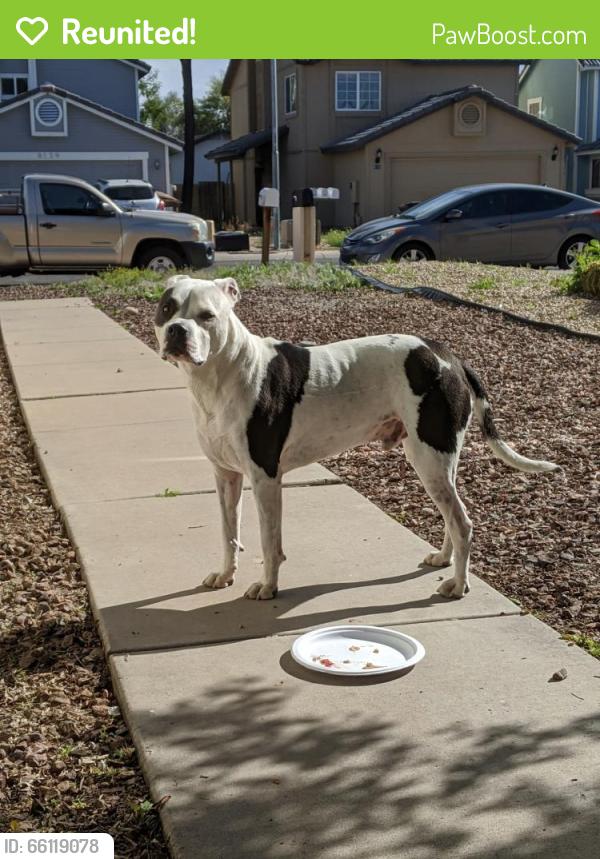 Reunited Unknown Dog last seen Near W Shangri-la Rd, Peoria, AZ 85345, USA, Peoria, AZ 85345