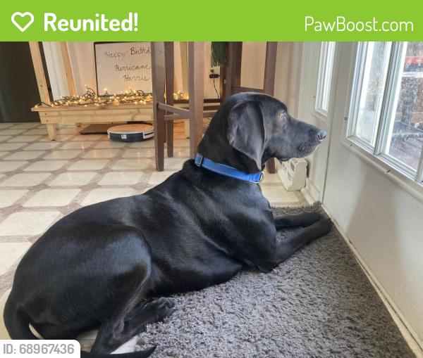 Reunited Female Dog last seen Willomett Avenue, Columbus, OH 43215