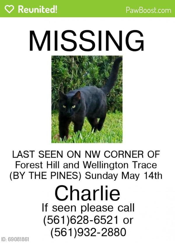 Reunited Male Cat last seen Wellington, FL, USA, Wellington, FL 33414
