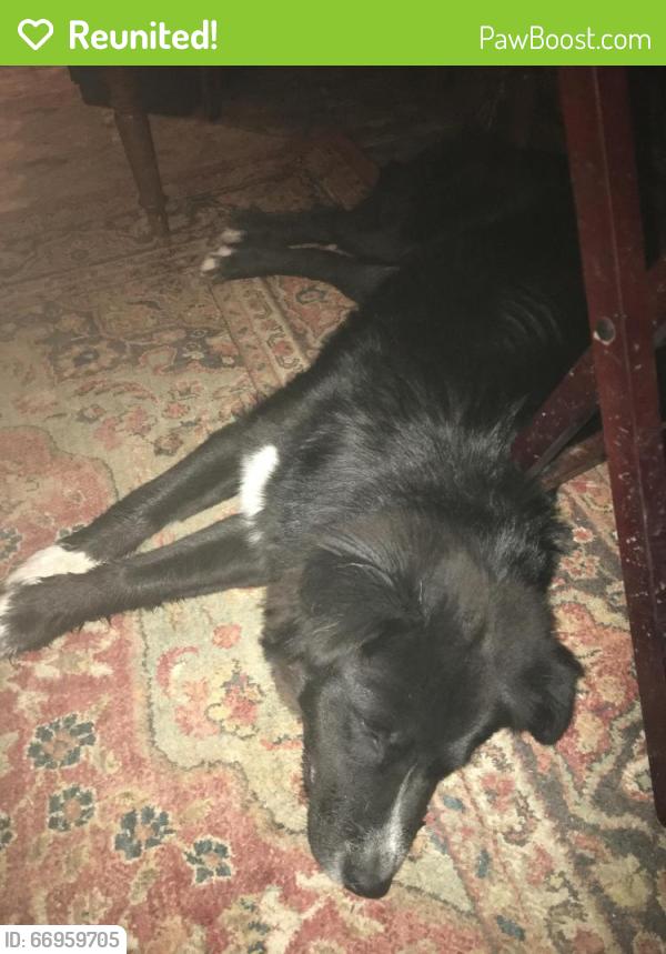 Reunited Female Dog last seen S. Ledbetter Drive and Millar Street, Dallas, TX 75236