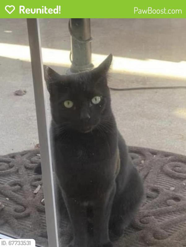Reunited Male Cat last seen Chastain and Canton Road, Marietta, GA 30066