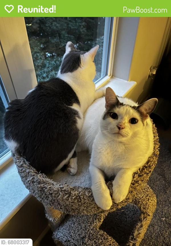 Reunited Female Cat last seen Meridian Parkside, Hampton roads center parkway , Newport News, VA 23601