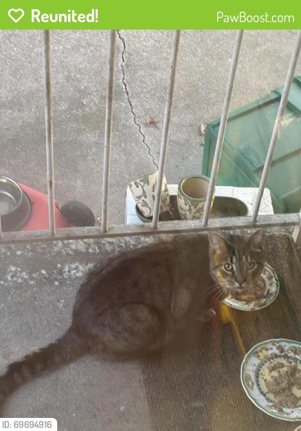 Reunited Unknown Cat last seen Seen on Southridge  Ln near cross street Northridge Ln , North College Hill, OH 45231