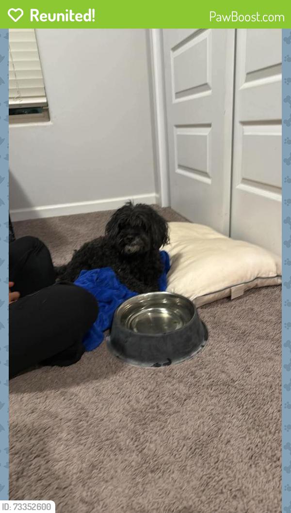 Reunited Male Dog last seen Beccles and Dursley, El Paso County, TX 79928