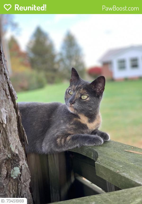 Reunited Female Cat last seen Havenwood Drive, Greensburg, PA 15601