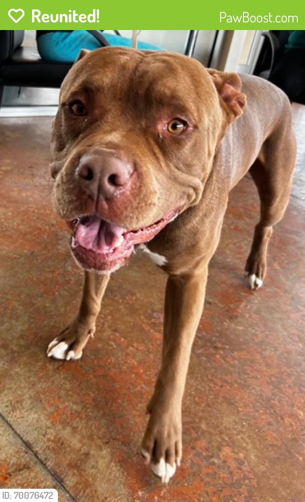 Reunited Male Dog last seen MaxFund Dog Shelter, Denver, CO 80204