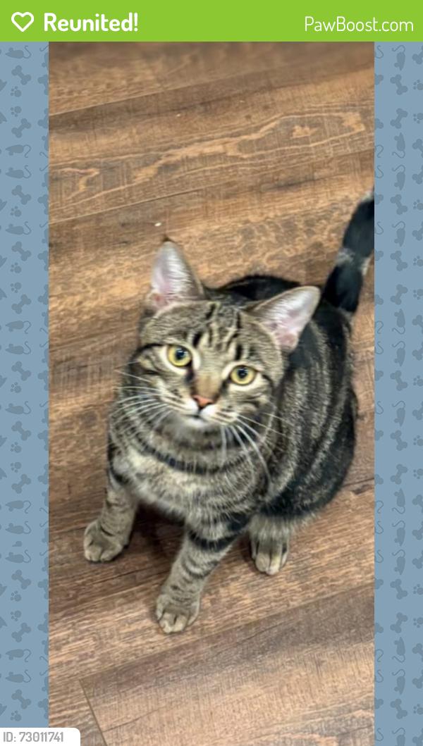 Reunited Male Cat last seen 20/40 Kralltown n Carlisle road , Dillsburg, PA 17019