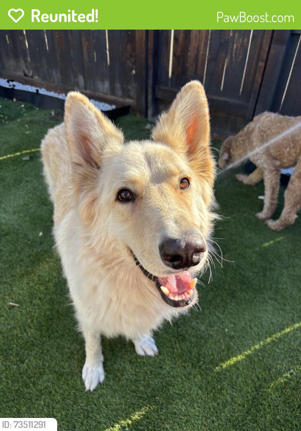 Reunited Male Dog last seen W Ashlan and N Marks near family dollar, Fresno, CA 93722