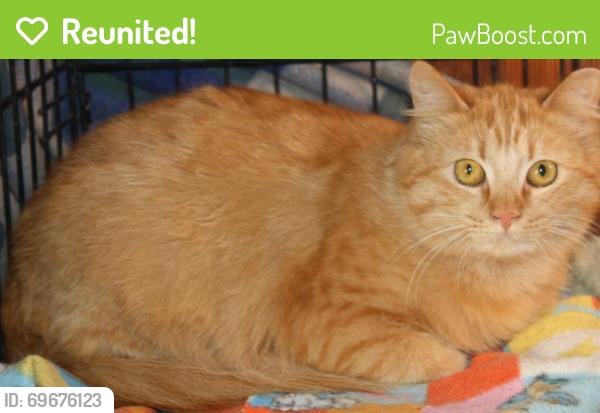 Reunited Female Cat last seen Near Adair Way, San Jose, ca., San Jose, CA 95124