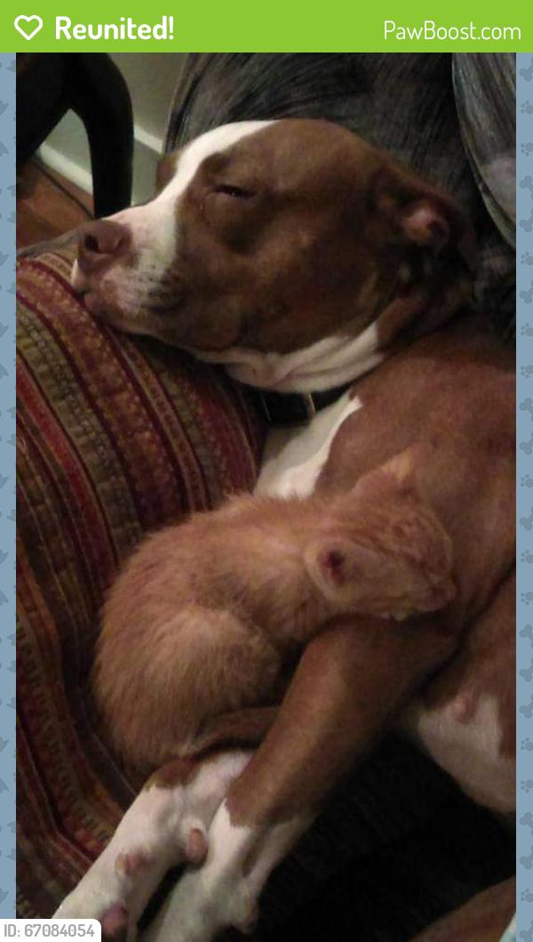 Reunited Female Dog last seen Tennessee High School, Bristol, TN 37620