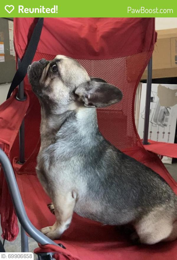 Reunited Female Dog last seen Near W Santolinas St, Rialto, CA 92376, USA, Rialto, CA 92376
