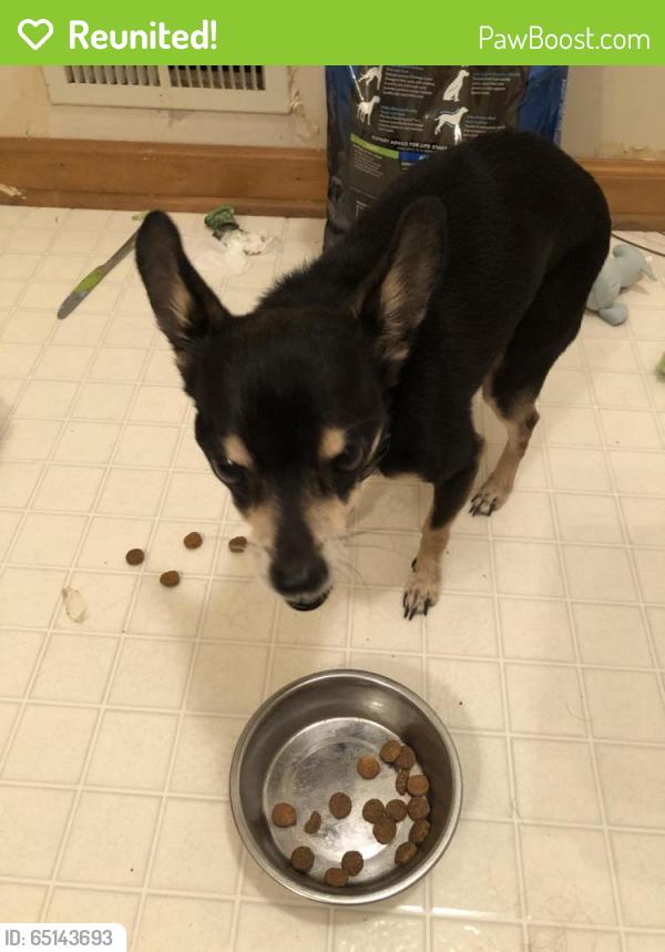 Reunited Male Dog last seen Near Winesap Drive, Austell, GA 30106