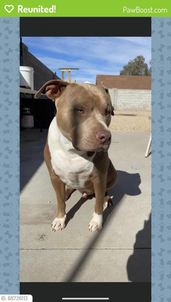 Reunited Male Dog last seen 15th ave and 101, Phoenix, AZ 85027