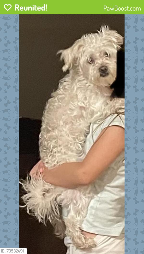 Reunited Female Dog last seen Shields, Chiriaco Summit, CA 92201
