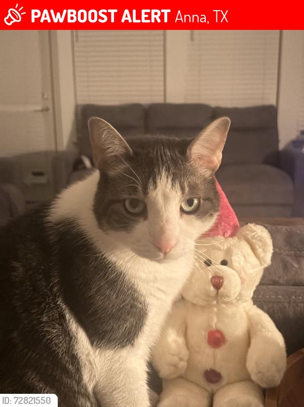 Lost Male Cat last seen Portina Dr, Anna, TX 75409, USA, Anna, TX 75409