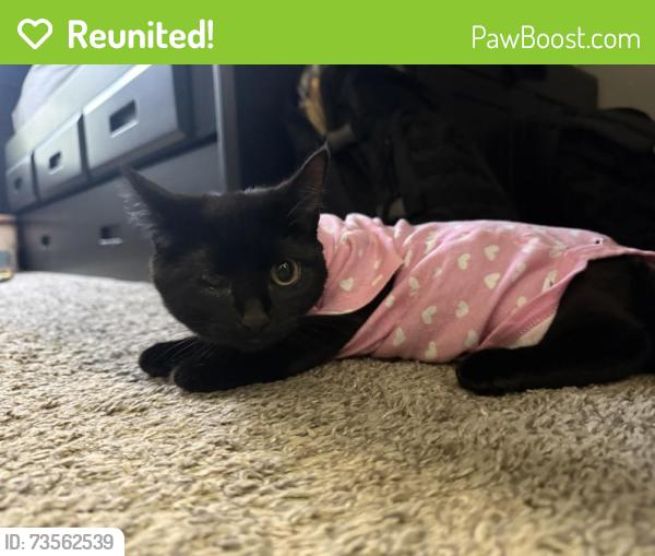 Reunited Female Cat last seen mustang canyon drive, Galloway, OH 43119