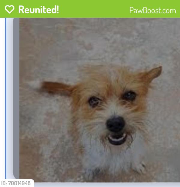Reunited Female Dog last seen Beverly street mesa az, Mesa, AZ 85201