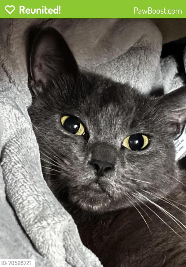 Reunited Female Cat last seen Silver creek high school, San Jose, CA 95121
