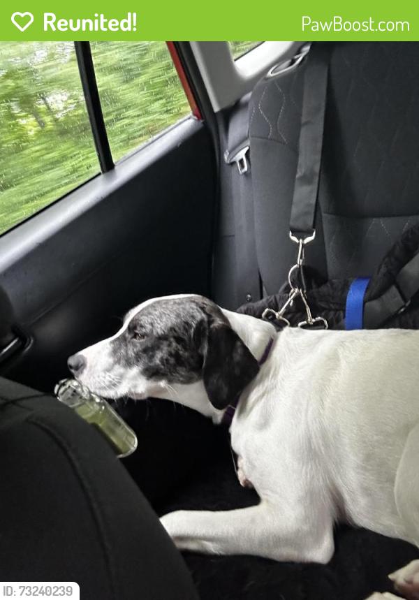 Reunited Female Dog last seen S. Mill St., Nyack, NY 10960