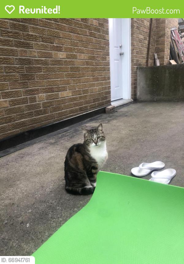 Reunited Unknown Cat last seen Dunraven Dr, Toronto, ON M6M, Canada, Toronto, ON M6M