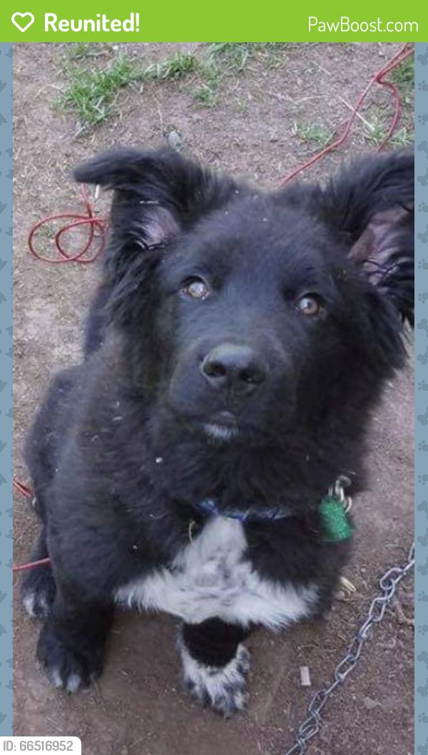 Reunited Male Dog last seen Old kiln, Picayune, MS 39466