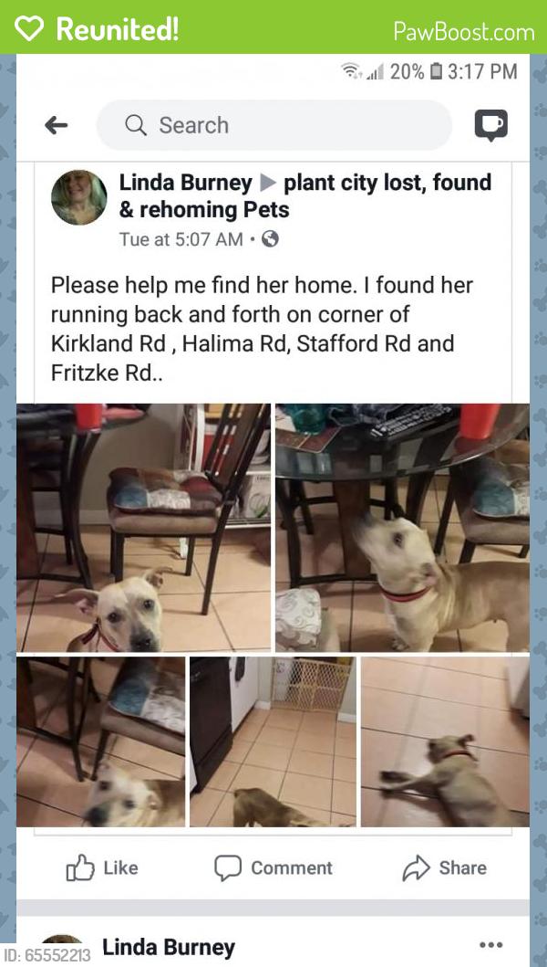 Reunited Female Dog last seen Near Bogdonoff Dr & E Old Hillsborough Ave, Seffner, FL 33584
