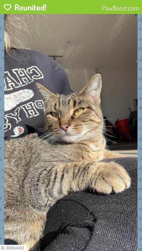 Reunited Female Cat last seen Grandveiw neighborhood, Roscoe, IL 61073