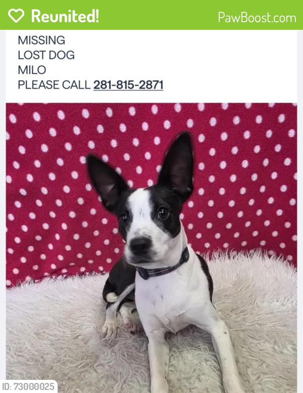 Reunited Male Dog last seen Corner of Carrabba's the Original on Kirby, Houston, TX 77098