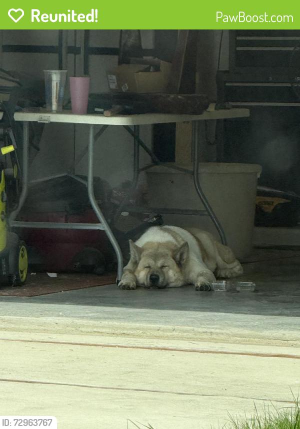 Reunited Male Dog last seen Karen Wagner high school , Converse, TX 78109