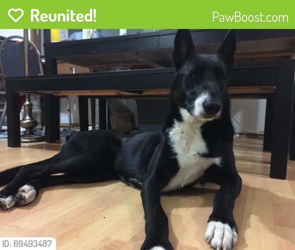Reunited Male Dog last seen Near Beacon Ave S, Seattle, WA 98144