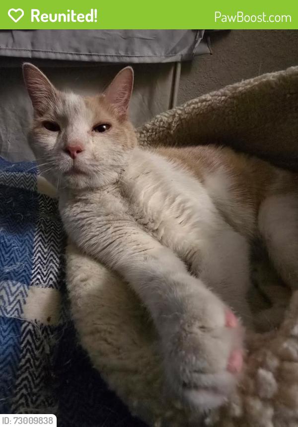 Reunited Male Cat last seen Cabana and vegas valley, Las Vegas, NV 89122