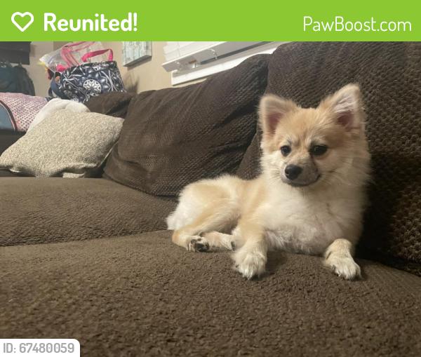 Reunited Female Dog last seen 62nd st & 25th Ave. Uptown area/Jockey factory , Kenosha, WI 53143
