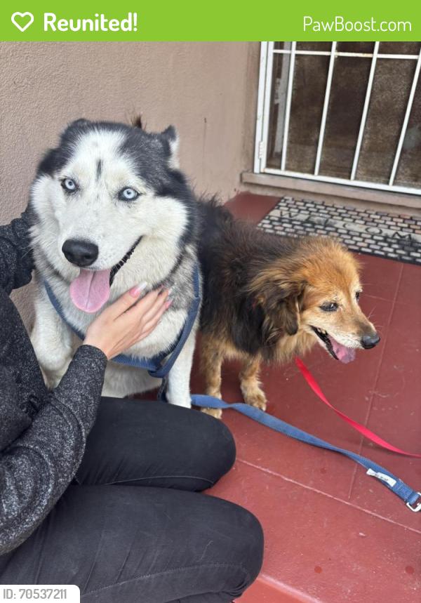 Reunited Unknown Dog last seen 214th and Denker Torrance, Los Angeles, CA 90501
